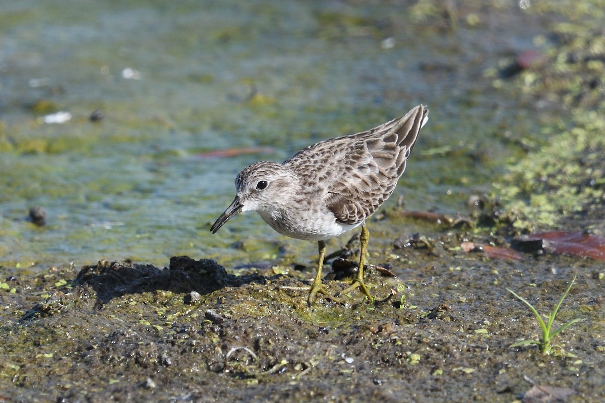 Least Sandpiper - ML632193132
