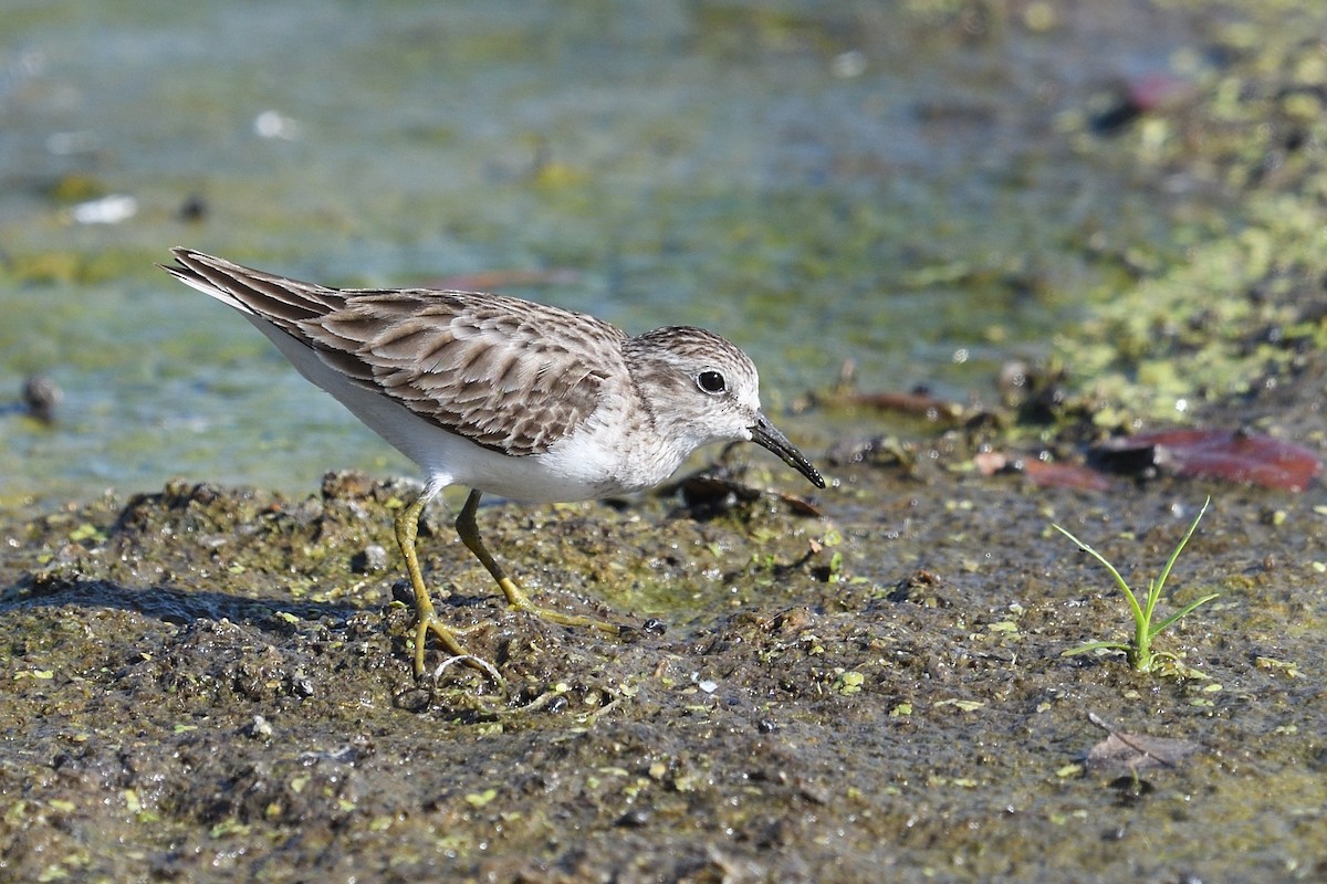 Least Sandpiper - ML632193137