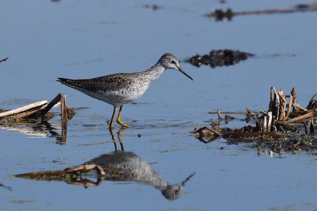 Lesser Yellowlegs - ML632193153