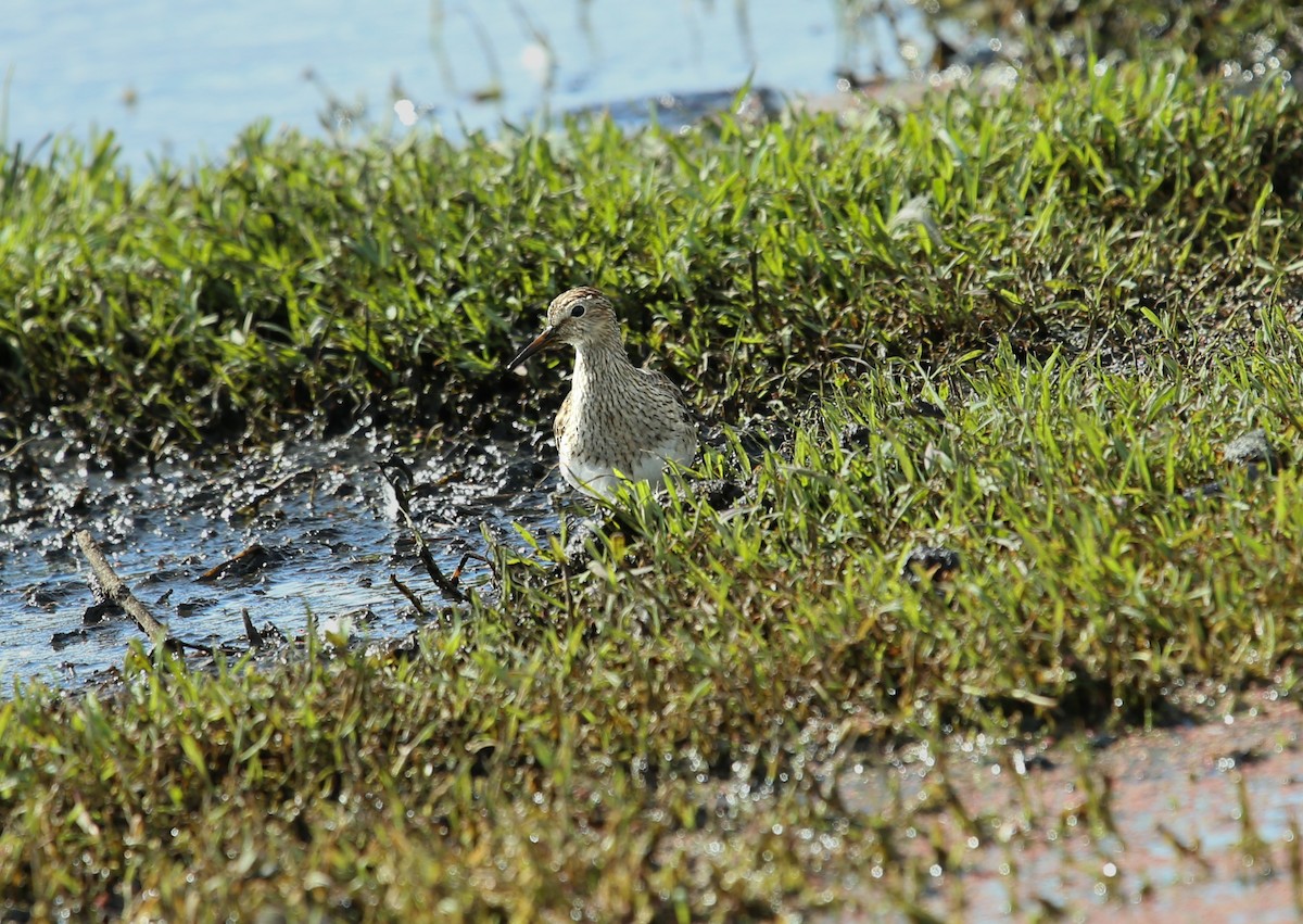 Graubrust-Strandläufer - ML632193278