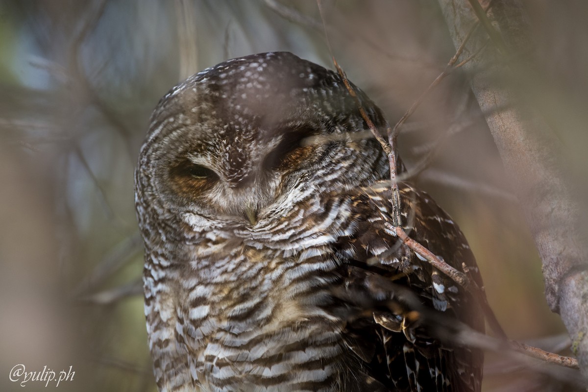 Rufous-legged Owl - ML632193343