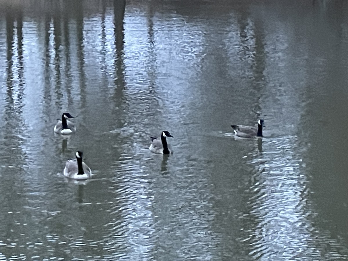 Canada Goose - ML632193516