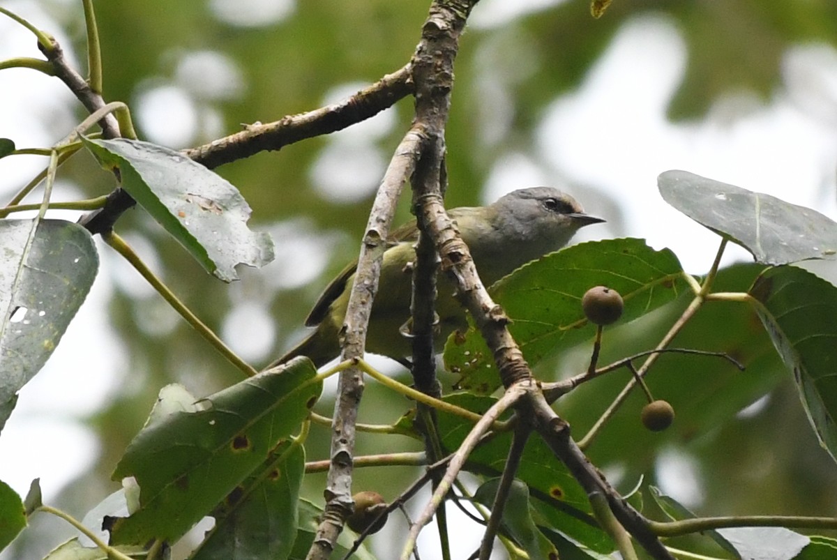 Javabrillenvogel - ML632193572