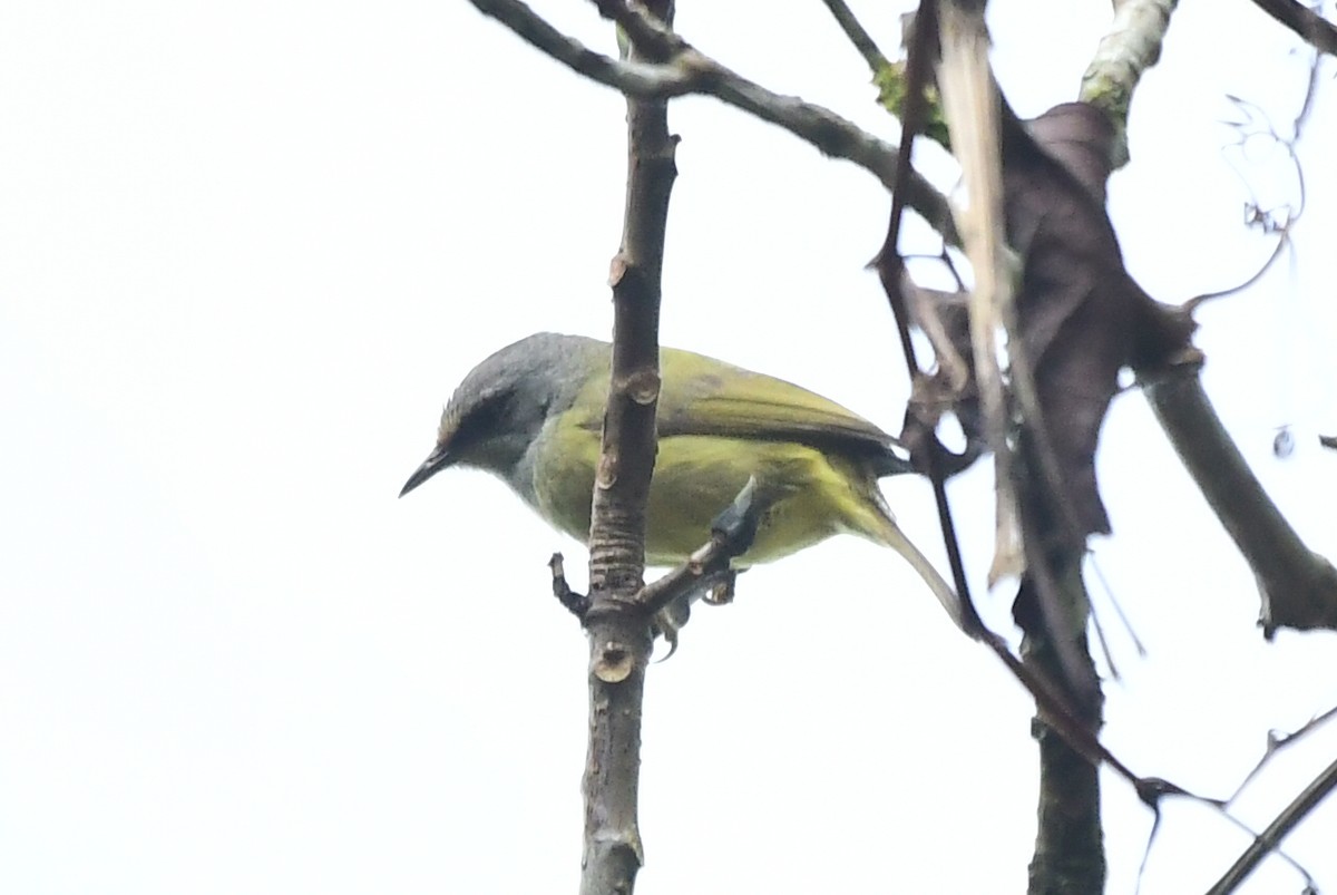 Javabrillenvogel - ML632193573