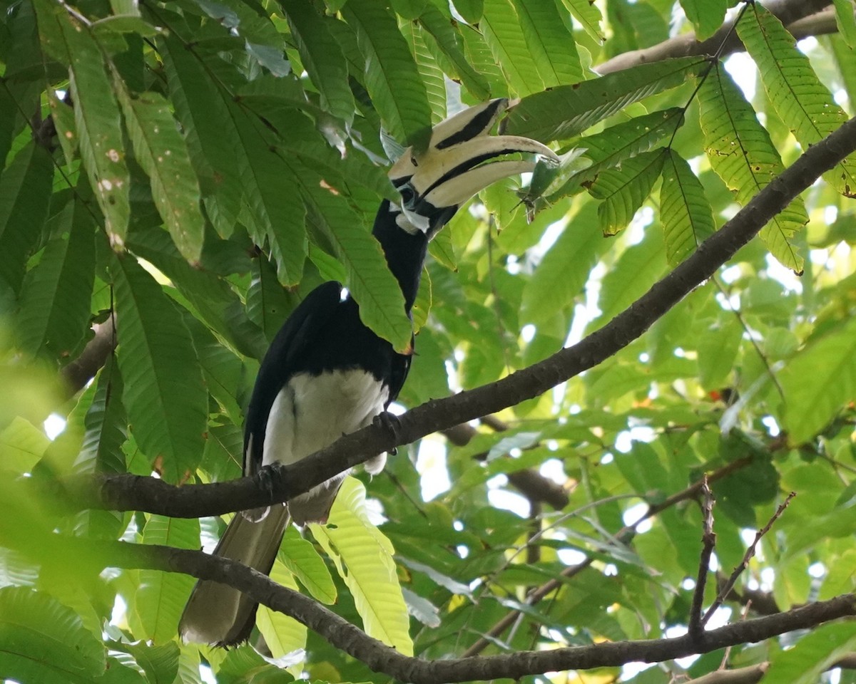 Oriental Pied-Hornbill - ML632193642