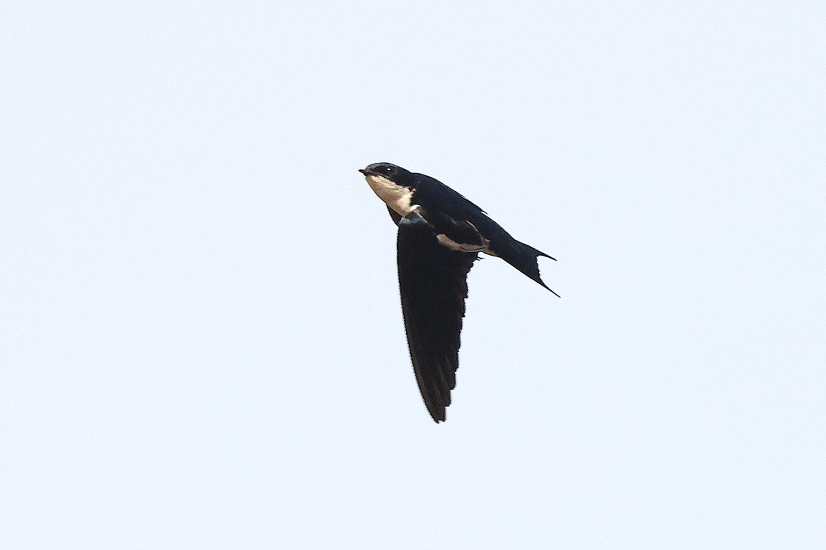 Pied-winged Swallow - ML632193650
