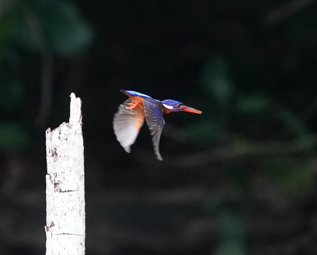 Blue-eared Kingfisher - ML632193652