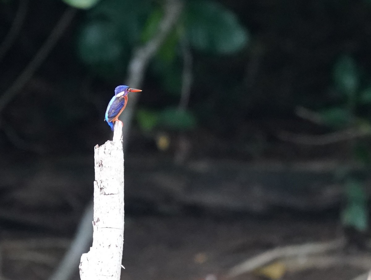 Blue-eared Kingfisher - ML632193653