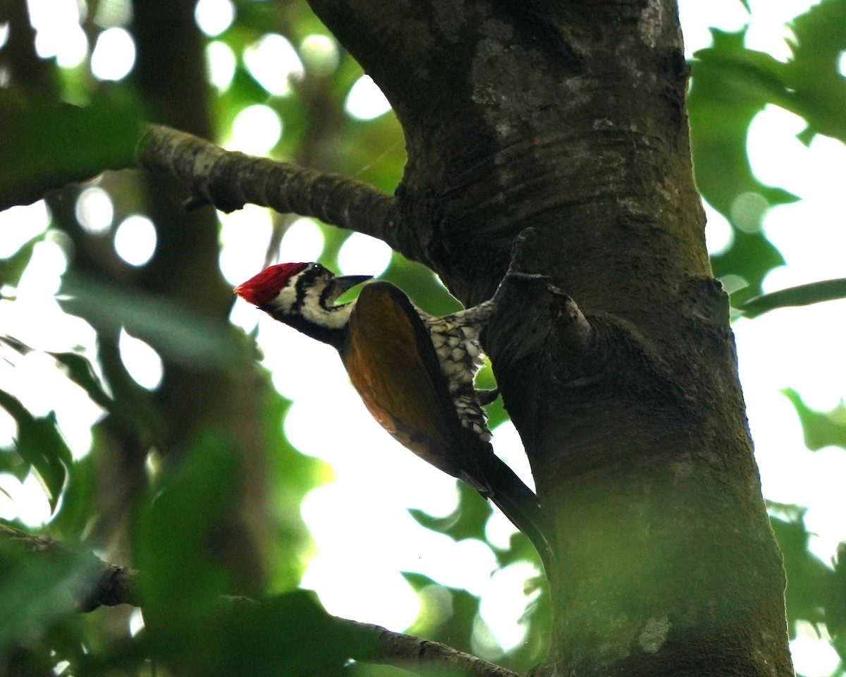 Common Flameback - ML632193659