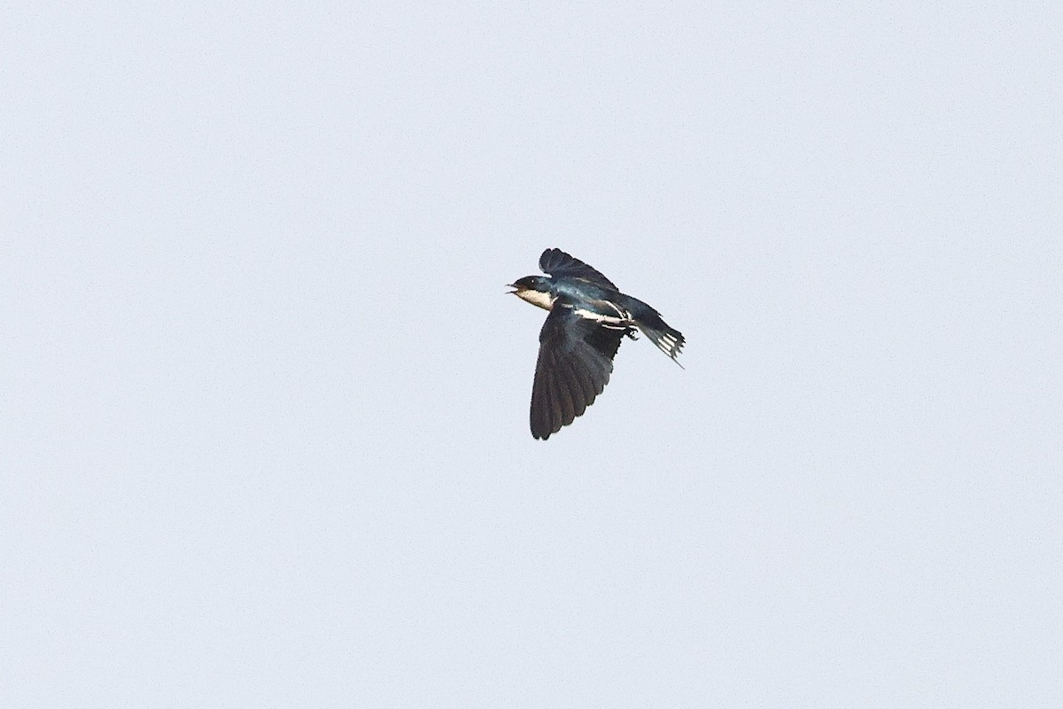 Pied-winged Swallow - ML632193660