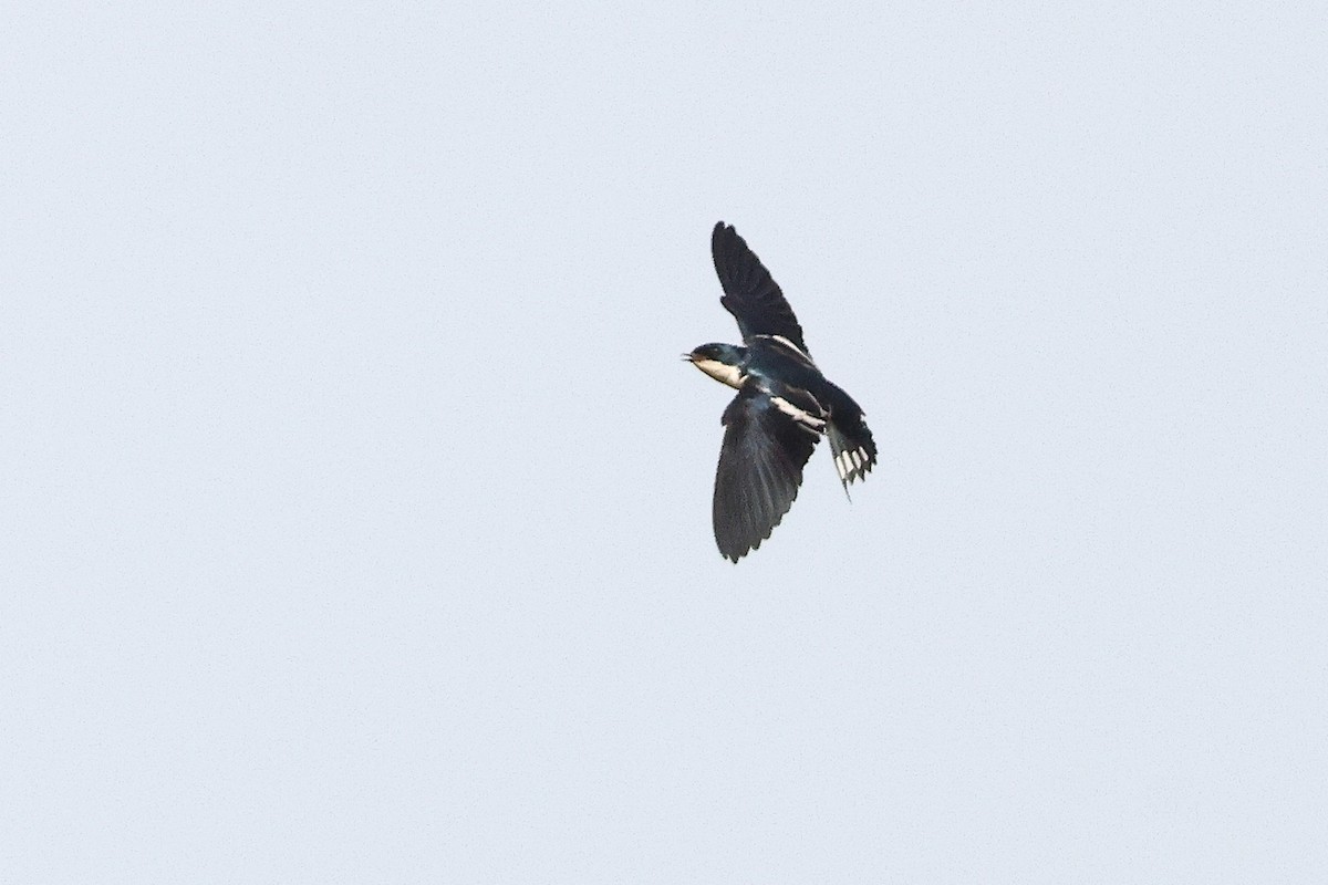 Pied-winged Swallow - ML632193665