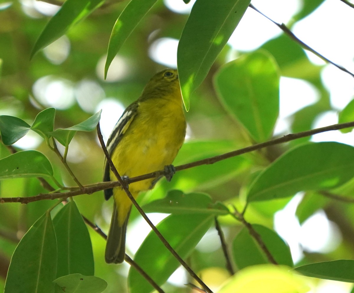 Common Iora - ML632193701