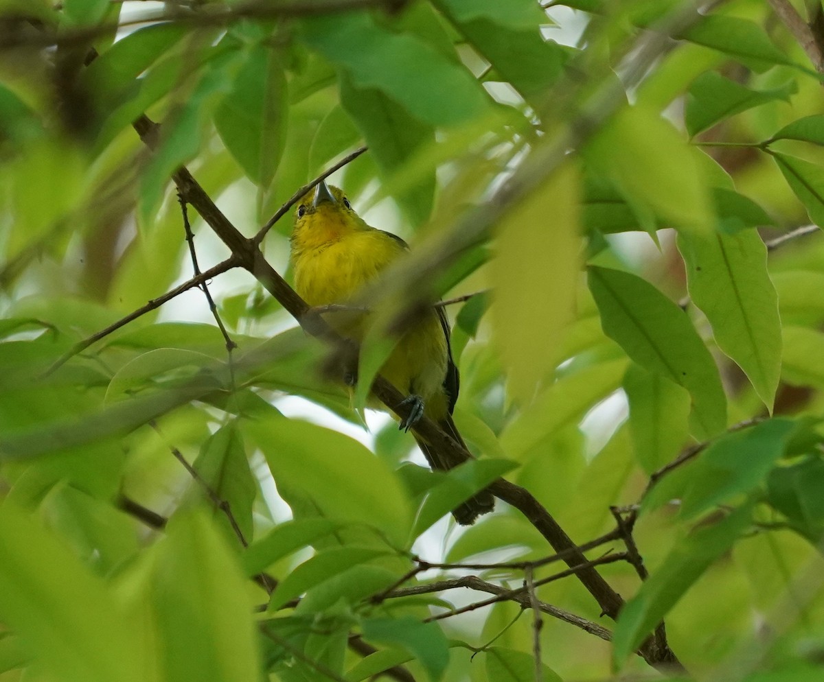 Common Iora - ML632193702