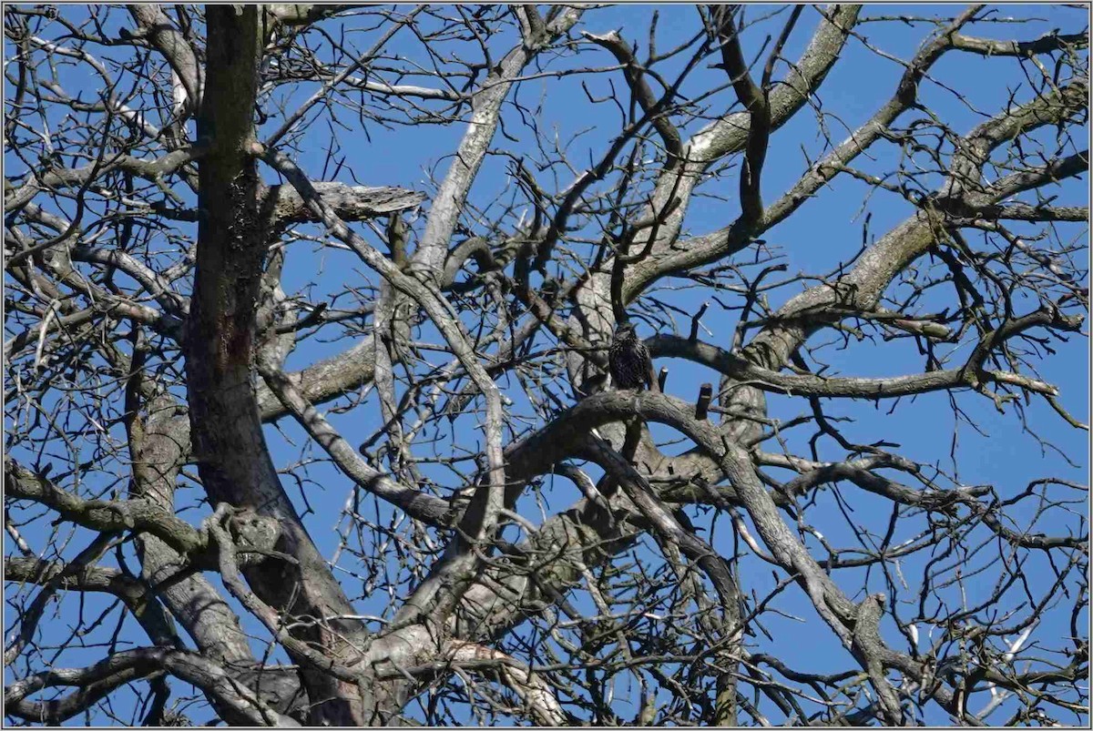 European Starling - ML632193707