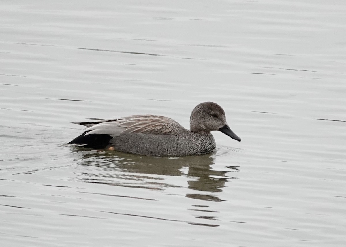 Gadwall (Common) - ML632193717