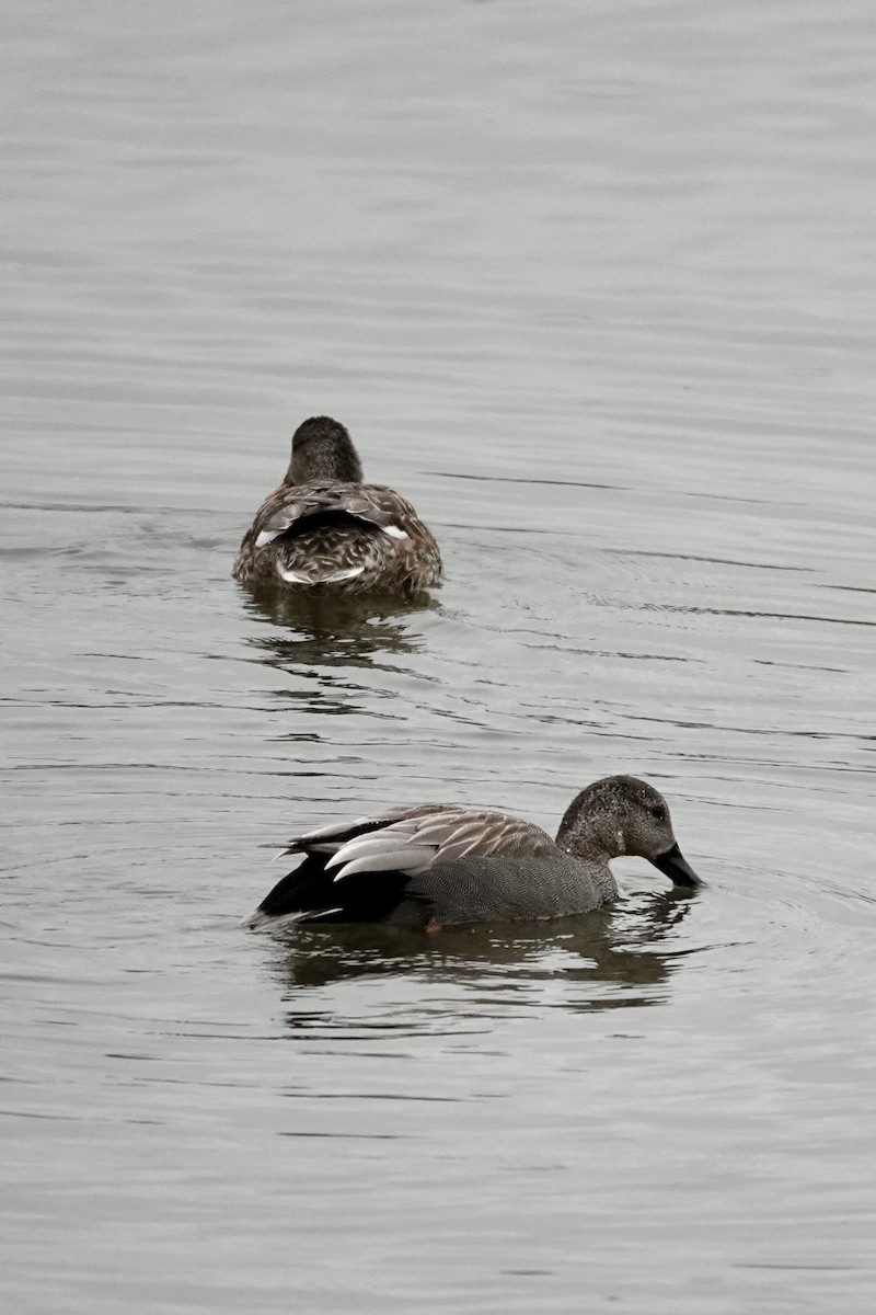 Gadwall (Common) - ML632193718