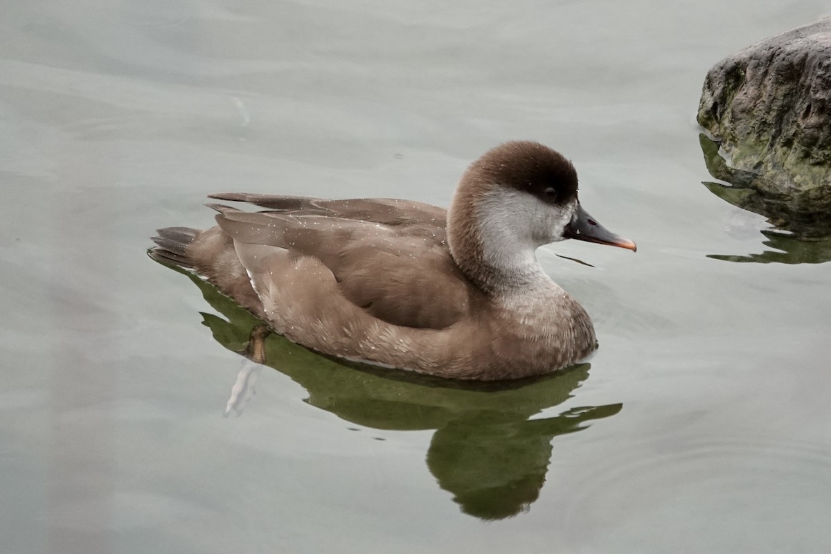 Red-crested Pochard - ML632193737
