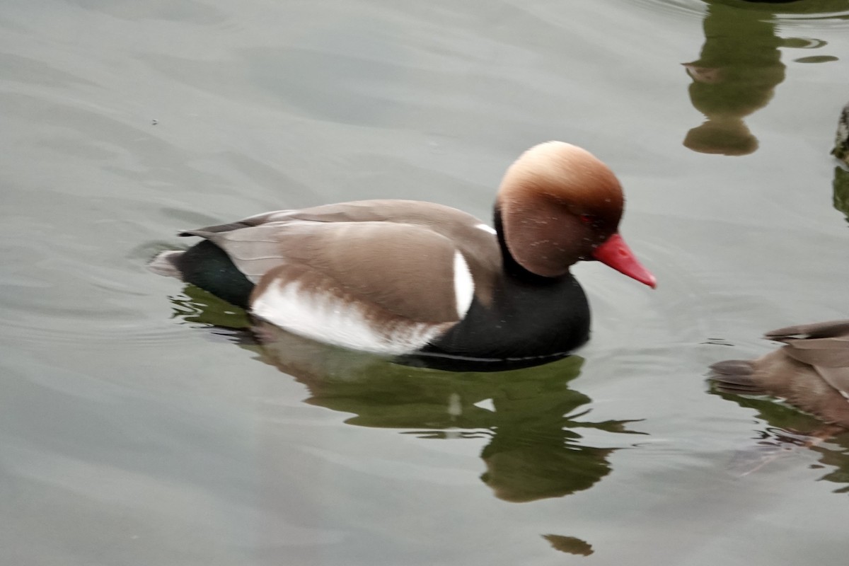 Red-crested Pochard - ML632193738