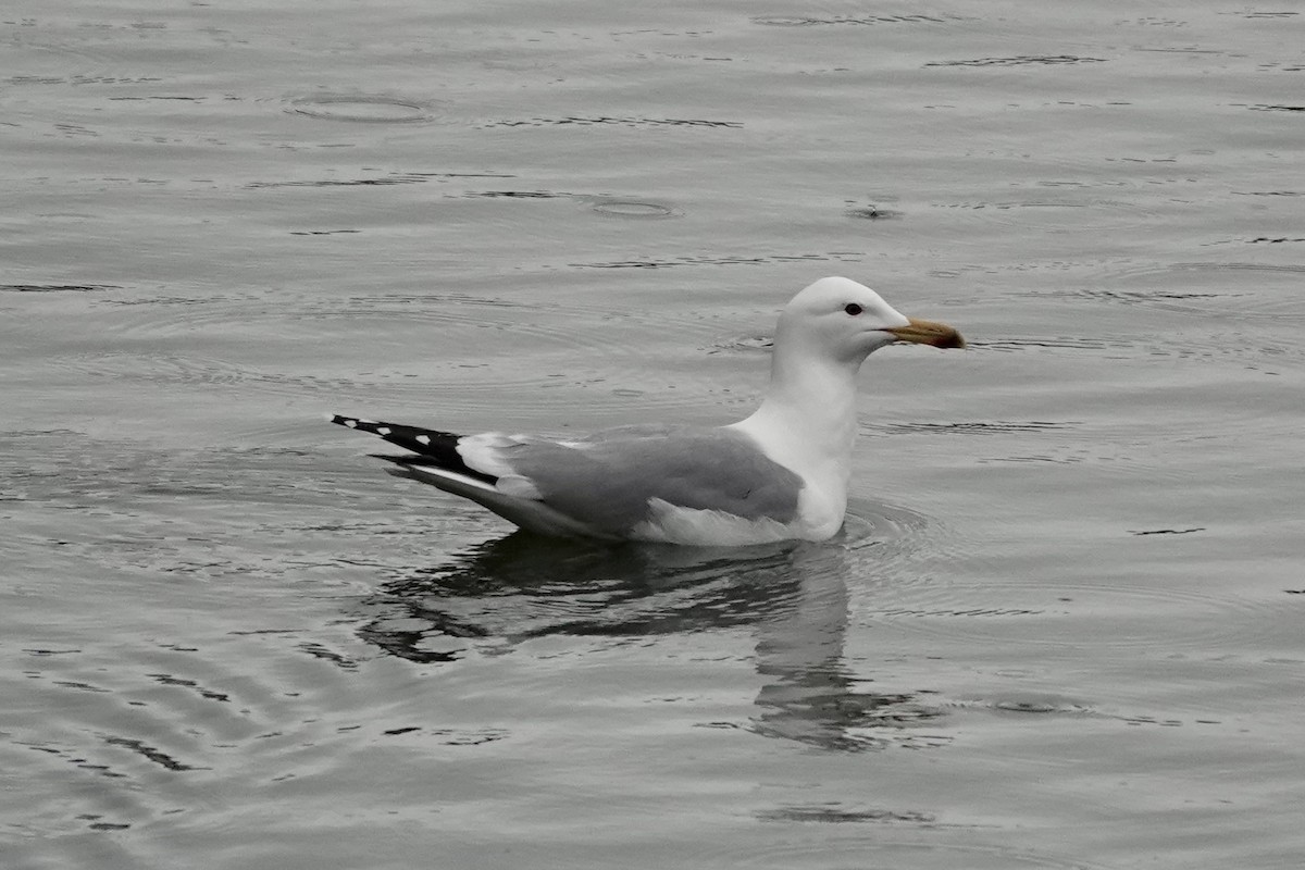 Yellow-legged Gull (michahellis) - ML632193760