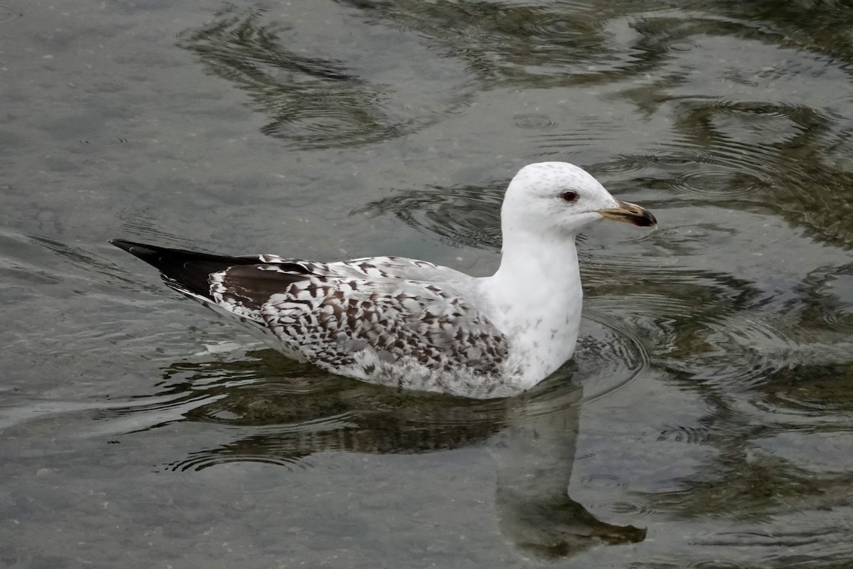 Yellow-legged Gull (michahellis) - ML632193761