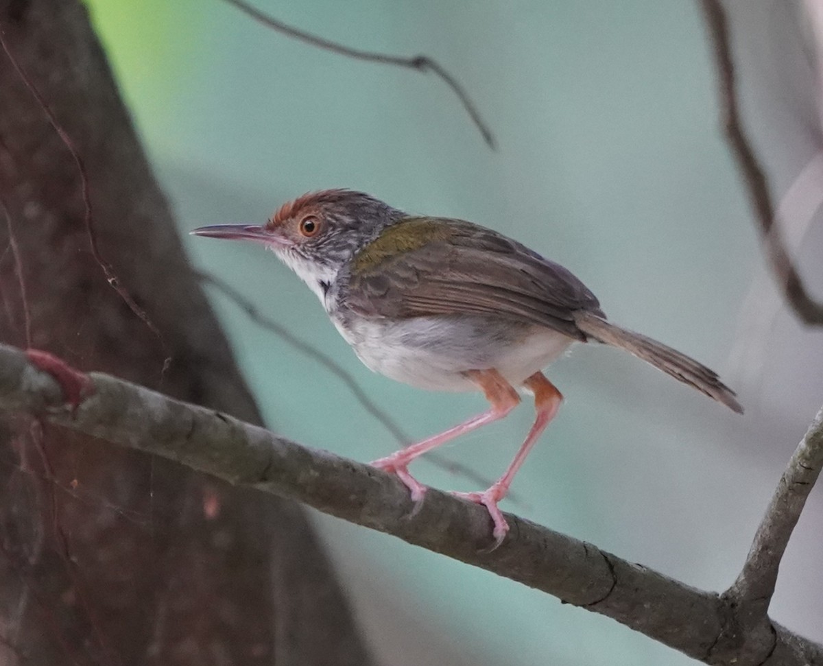 Common Tailorbird - ML632193764