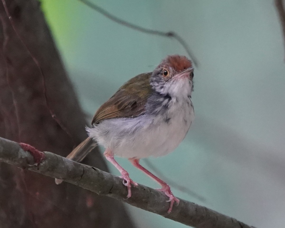 Common Tailorbird - ML632193765