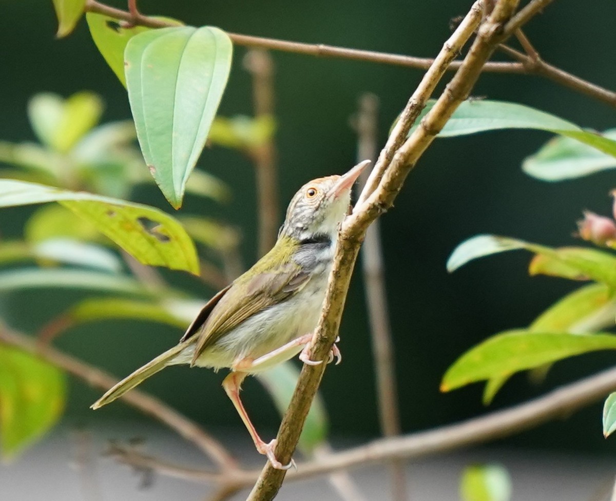 Common Tailorbird - ML632193766