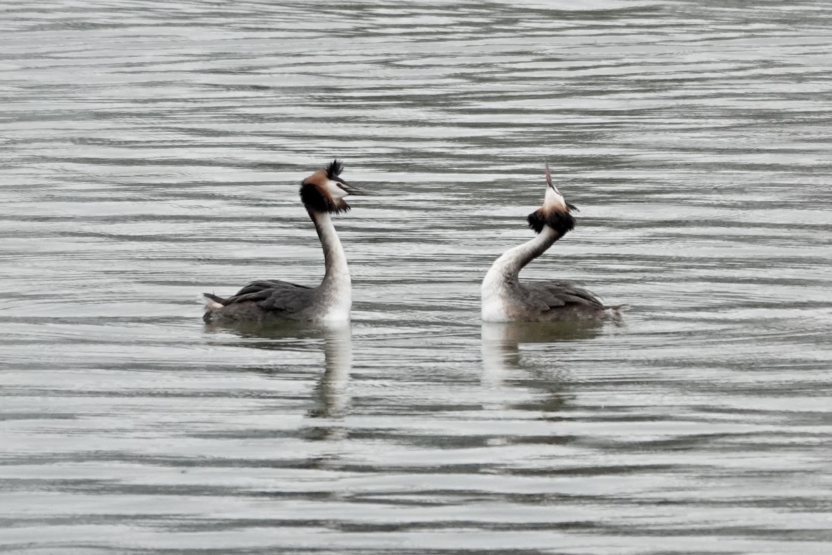 Great Crested Grebe - ML632193780