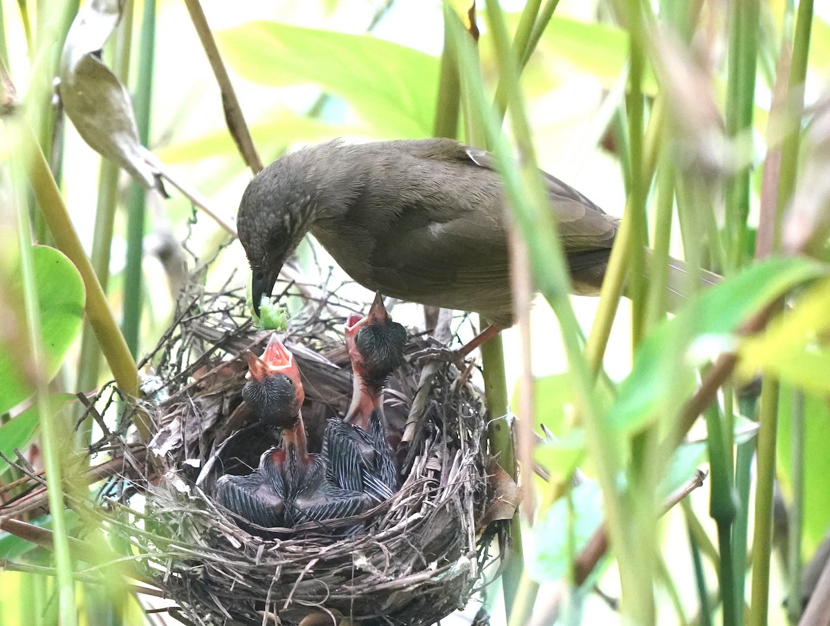 Olive-winged Bulbul - ML632193797