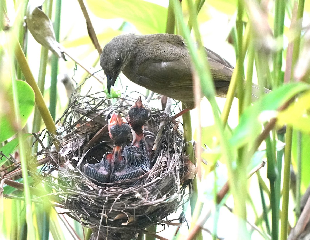 Olive-winged Bulbul - ML632193798