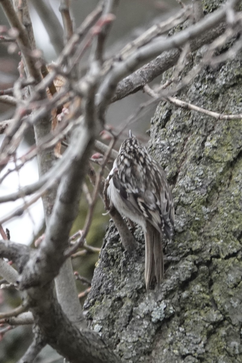 Short-toed Treecreeper - ML632193799