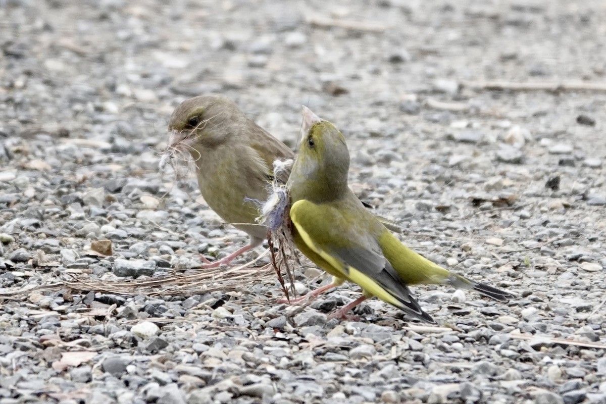 European Greenfinch - ML632193805