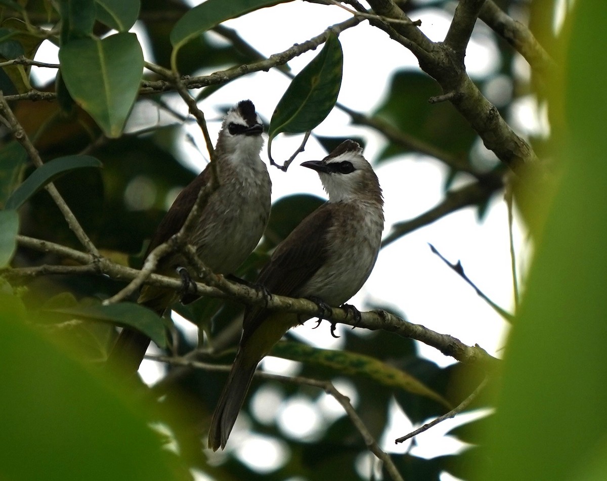 Yellow-vented Bulbul - ML632193826