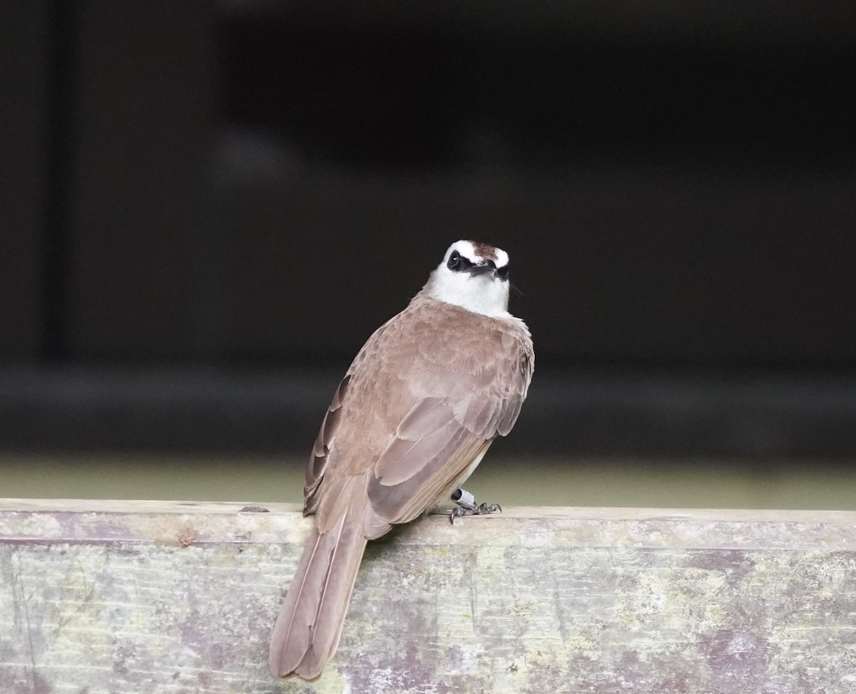 Yellow-vented Bulbul - ML632193827