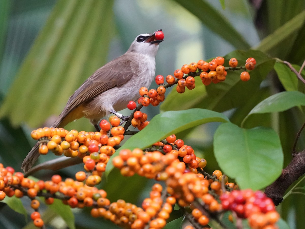 Yellow-vented Bulbul - ML632193828