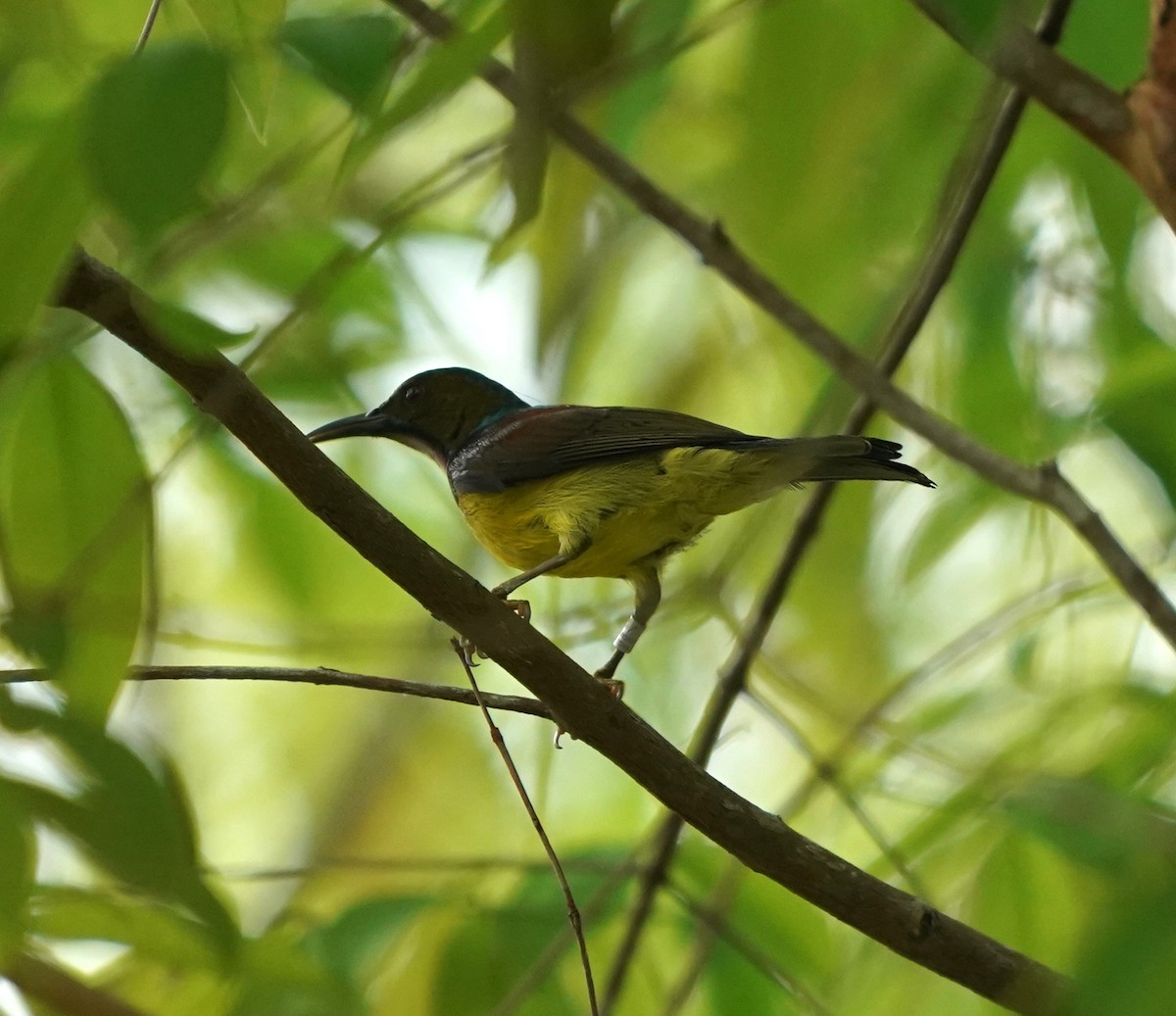 Brown-throated Sunbird - ML632193849