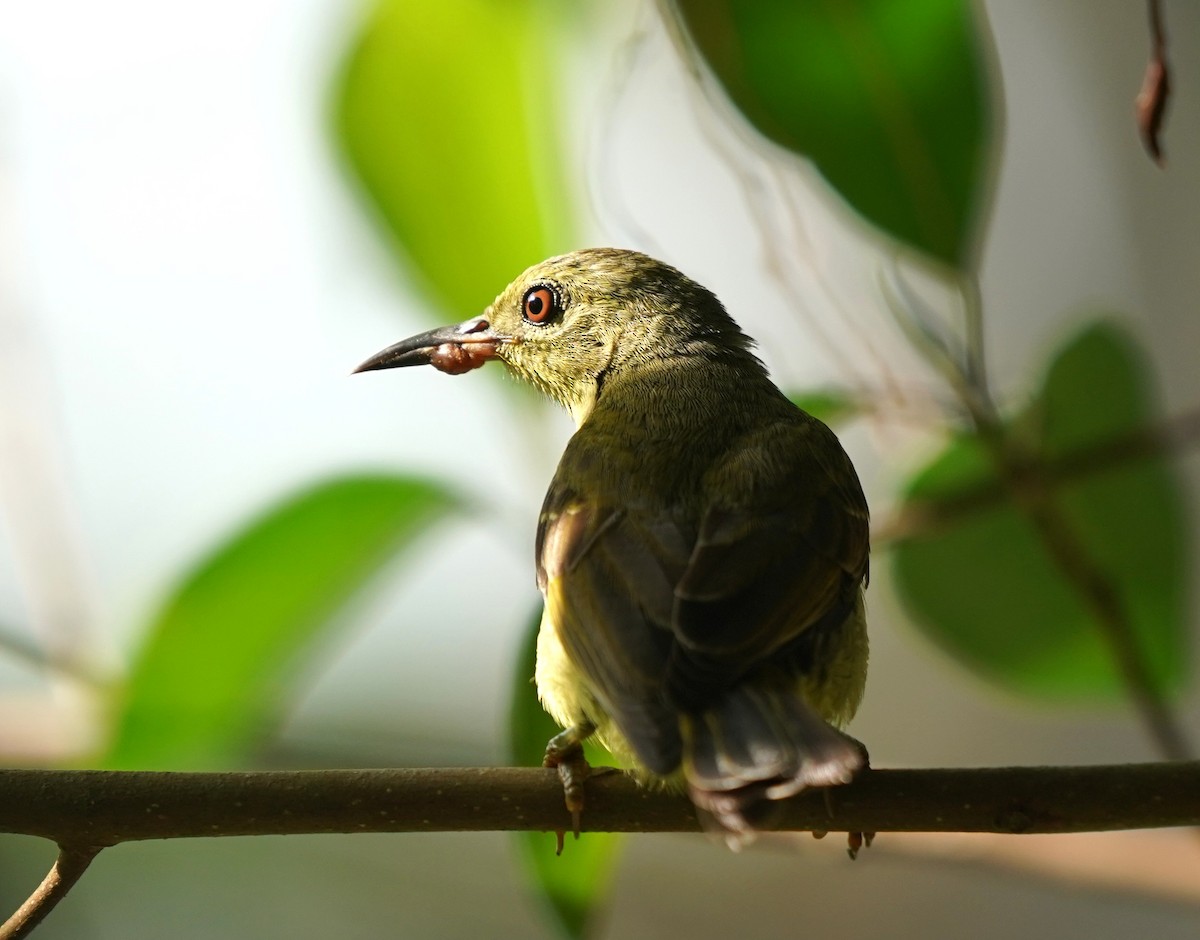 Brown-throated Sunbird - ML632193850