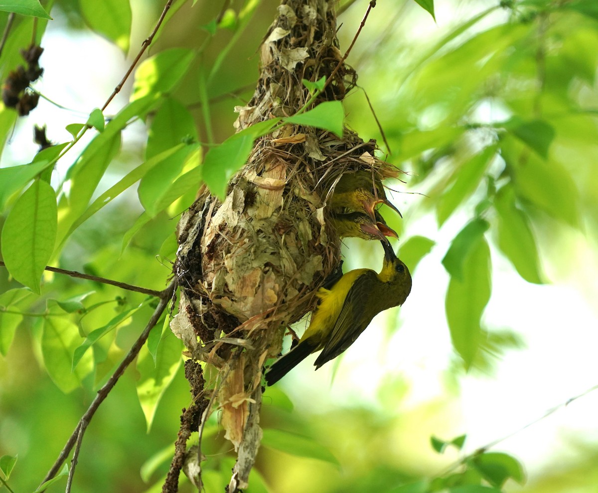 Ornate Sunbird - ML632193867