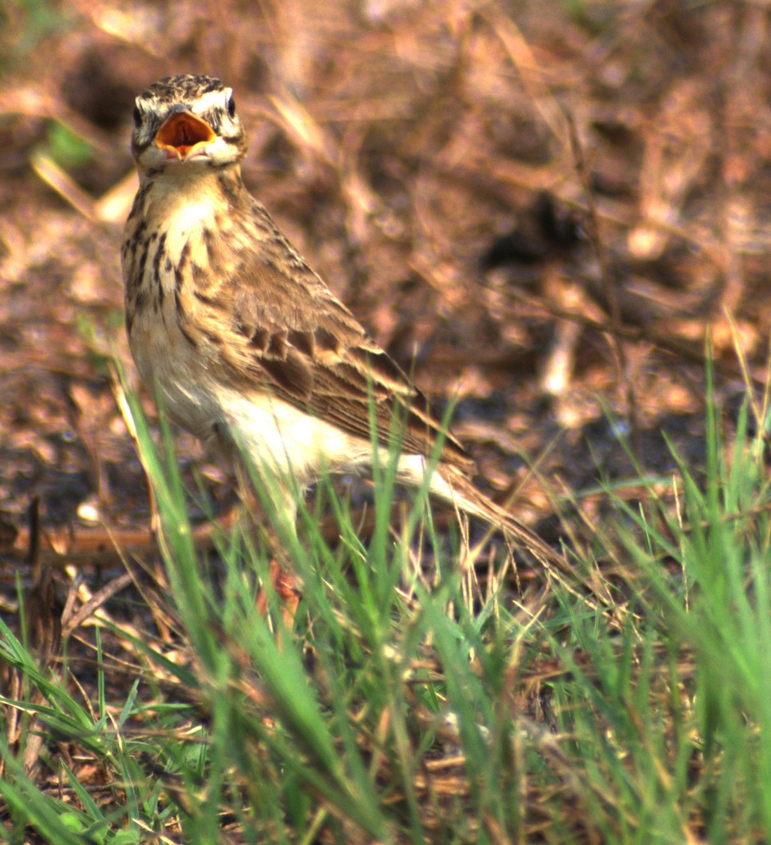 Paddyfield Pipit - ML632193907