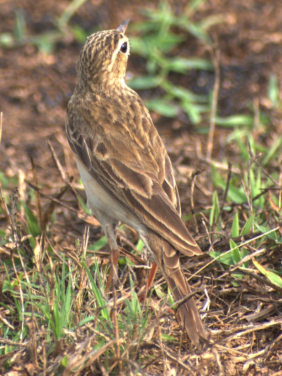Paddyfield Pipit - ML632193909