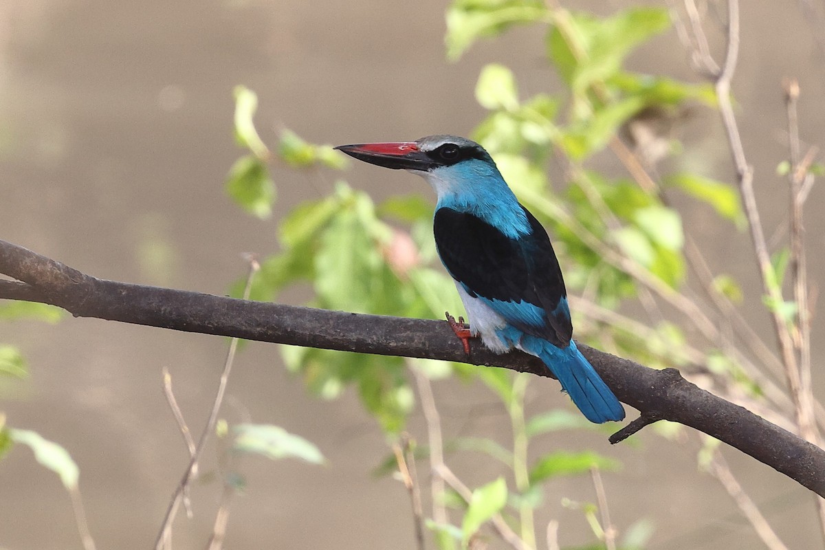 Blue-breasted Kingfisher - ML632193920