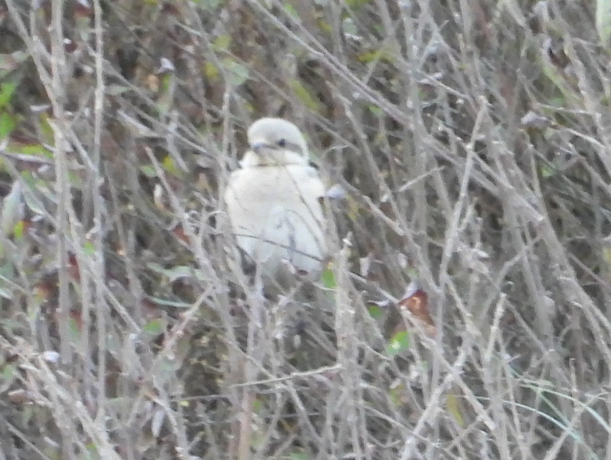 Great Gray Shrike (Steppe) - ML632193976