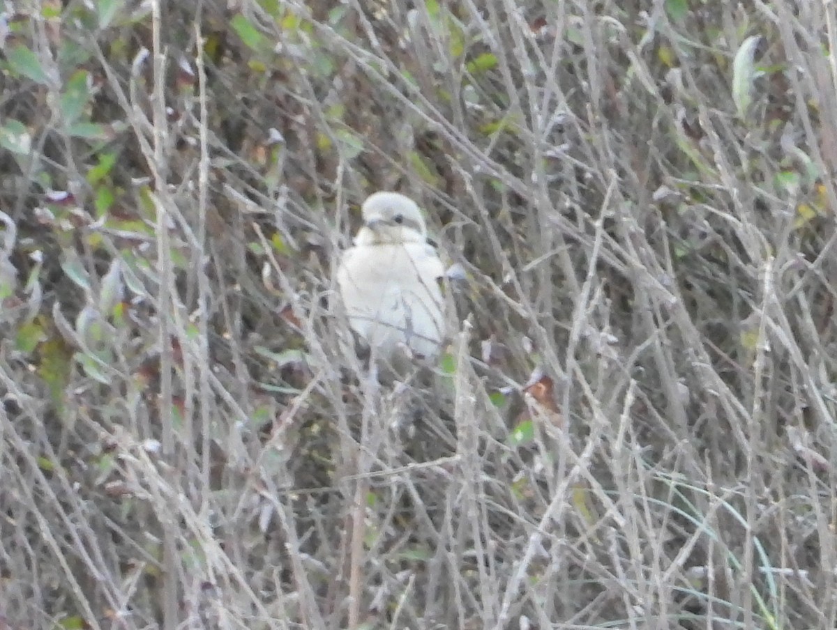 Great Gray Shrike (Steppe) - ML632193979