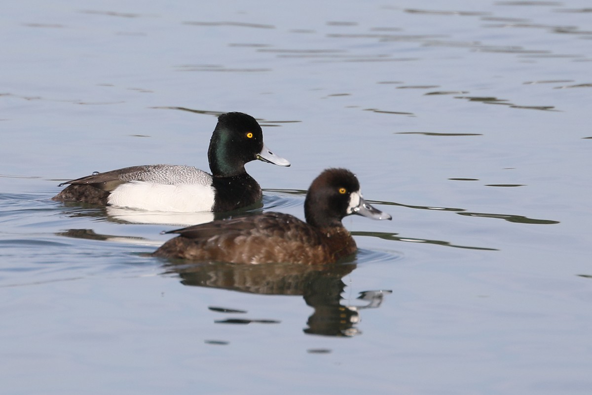 Lesser Scaup - ML632194188