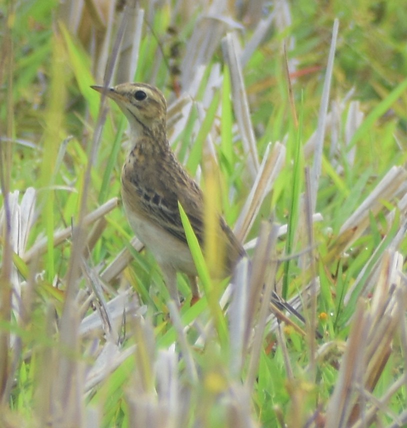 Paddyfield Pipit - ML632194463