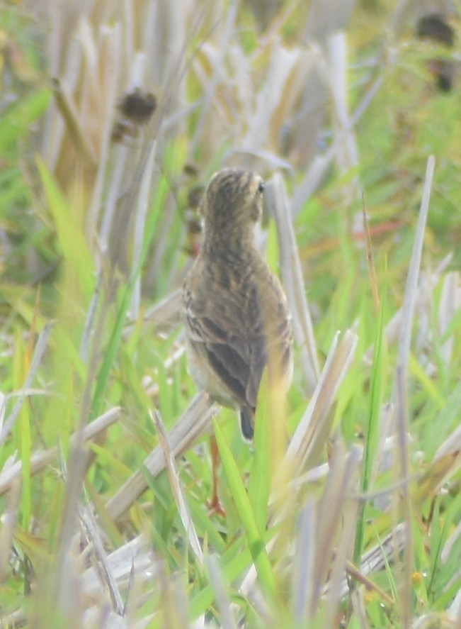 Paddyfield Pipit - ML632194465