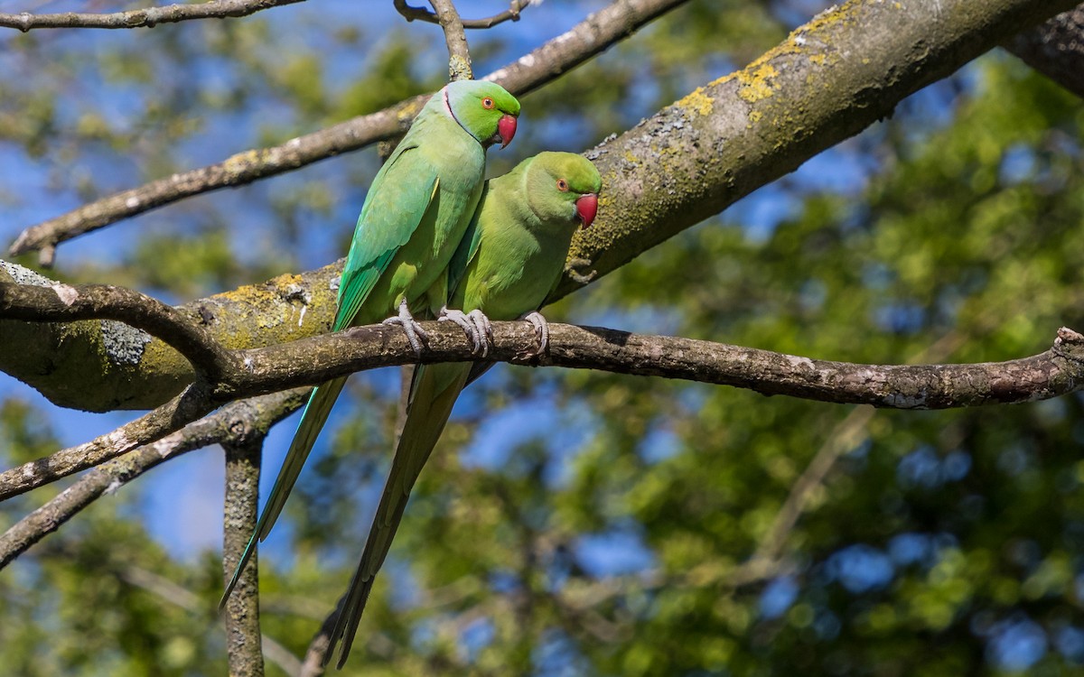 Rose-ringed Parakeet - ML632194695