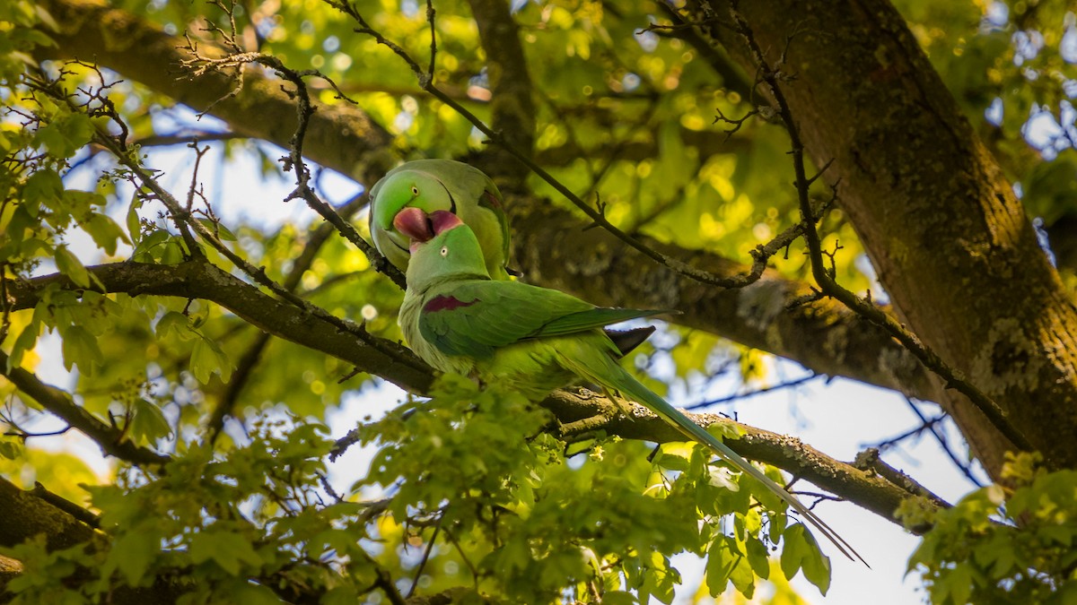Alexandrine Parakeet - ML632194737