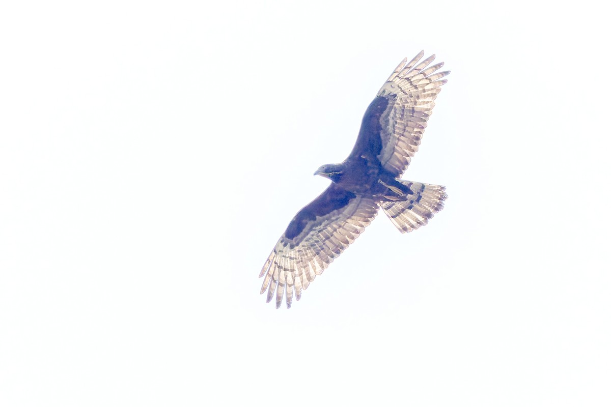 Crested Serpent-Eagle - ML632194739