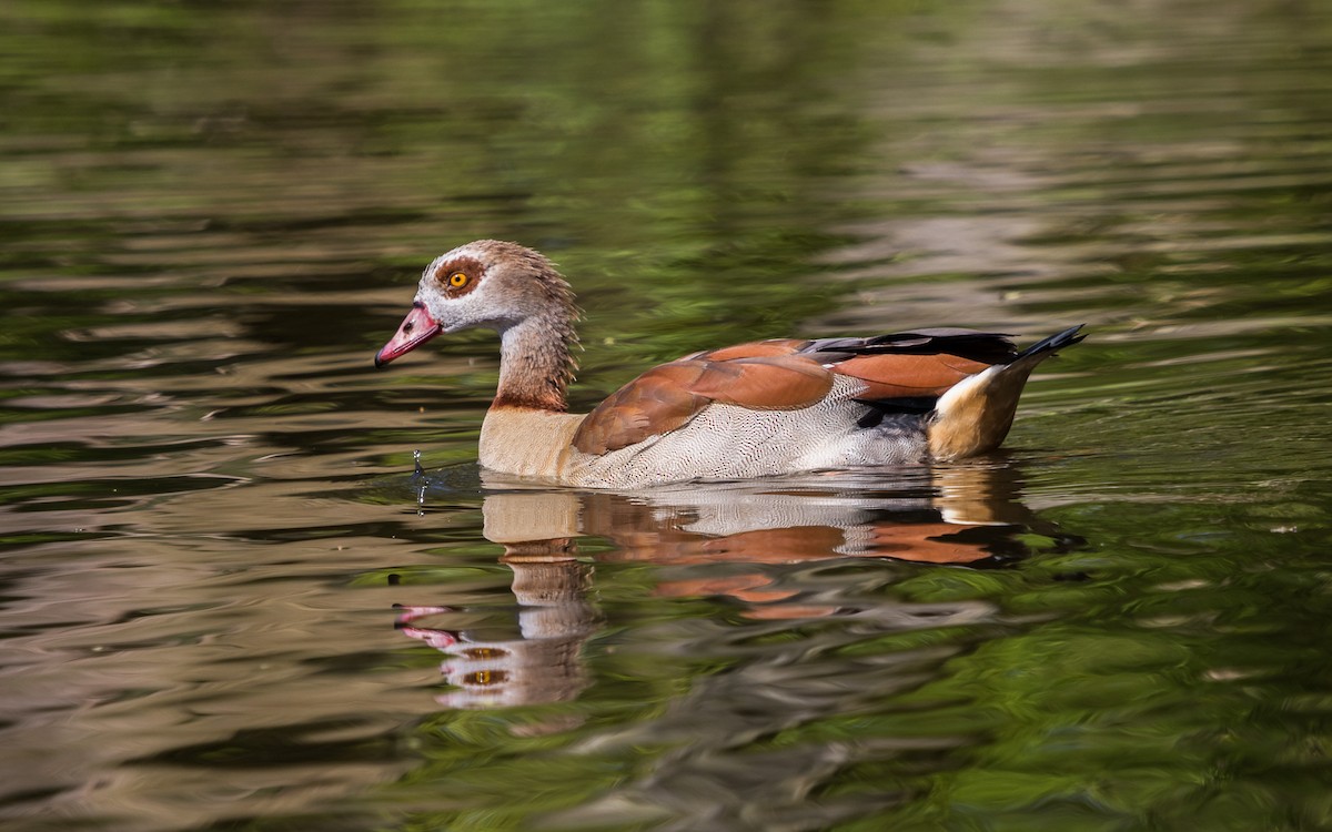 Egyptian Goose - ML632194744